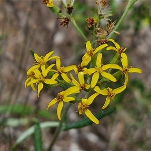 Senecio linearifolius at Bungonia, NSW - 17 Nov 2024 11:49 AM