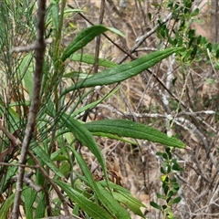 Senecio linearifolius at Bungonia, NSW - 17 Nov 2024 11:49 AM