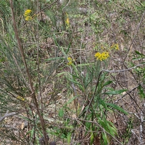 Senecio linearifolius at Bungonia, NSW - 17 Nov 2024 11:49 AM