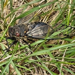 Psaltoda moerens (Redeye cicada) at Bungonia, NSW - 17 Nov 2024 by trevorpreston