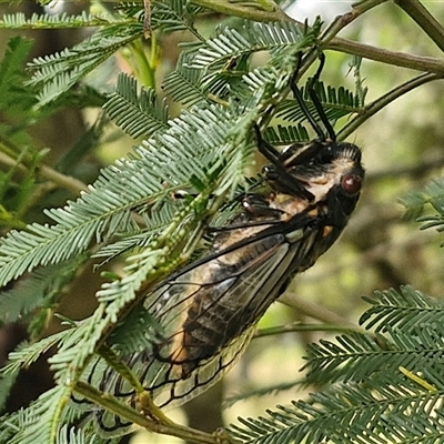 Psaltoda moerens (Redeye cicada) at Bungonia, NSW - 17 Nov 2024 by trevorpreston