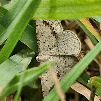 Taxeotis intextata (Looper Moth, Grey Taxeotis) at Bungonia, NSW - 17 Nov 2024 by trevorpreston