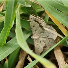 Taxeotis intextata at Bungonia, NSW - 17 Nov 2024