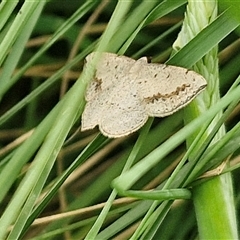 Taxeotis intextata at Bungonia, NSW - 17 Nov 2024