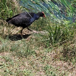 Porphyrio melanotus (Australasian Swamphen) at Crace, ACT by psylence