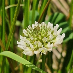 Trifolium repens at Bungonia, NSW - 17 Nov 2024