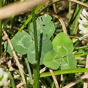 Trifolium repens at Bungonia, NSW - 17 Nov 2024