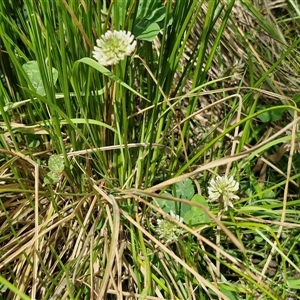 Trifolium repens at Bungonia, NSW - 17 Nov 2024