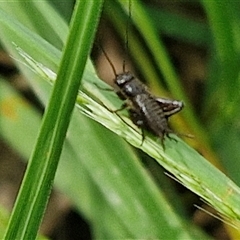 Bobilla sp. (genus) (A Small field cricket) at Bungonia, NSW - 17 Nov 2024 by trevorpreston