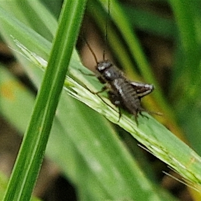 Unidentified Cricket (Orthoptera, several families) at Bungonia, NSW - 17 Nov 2024 by trevorpreston