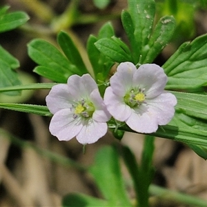 Geranium sp. Pleated sepals (D.E.Albrecht 4707) Vic. Herbarium at Bungonia, NSW - 17 Nov 2024 11:04 AM