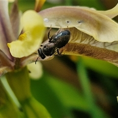 Leioproctus sp. (genus) (Plaster bee) at Bungonia, NSW - 17 Nov 2024 by trevorpreston