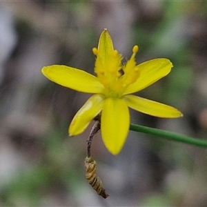 Tricoryne elatior at Bungonia, NSW - 17 Nov 2024