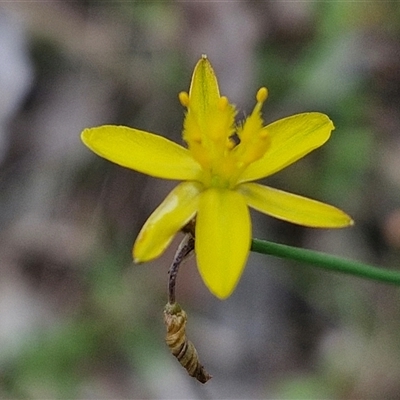 Tricoryne elatior (Yellow Rush Lily) at Bungonia, NSW - 17 Nov 2024 by trevorpreston