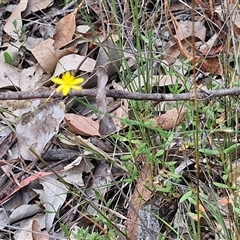 Tricoryne elatior at Bungonia, NSW - 17 Nov 2024