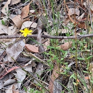 Tricoryne elatior at Bungonia, NSW - 17 Nov 2024