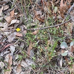 Tricoryne elatior at Bungonia, NSW - 17 Nov 2024