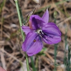 Arthropodium fimbriatum (Nodding Chocolate Lily) at Bungonia, NSW - 17 Nov 2024 by trevorpreston