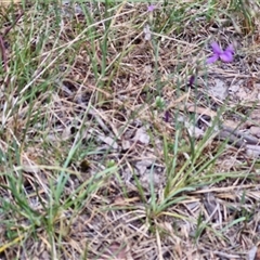 Arthropodium fimbriatum at Bungonia, NSW - 17 Nov 2024