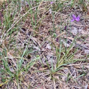 Arthropodium fimbriatum at Bungonia, NSW - 17 Nov 2024