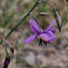 Arthropodium fimbriatum at Bungonia, NSW - 17 Nov 2024