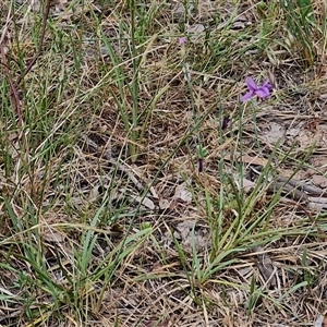 Arthropodium fimbriatum at Bungonia, NSW - 17 Nov 2024