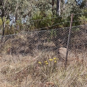 Xerochrysum viscosum at Chisholm, ACT - 18 Nov 2024