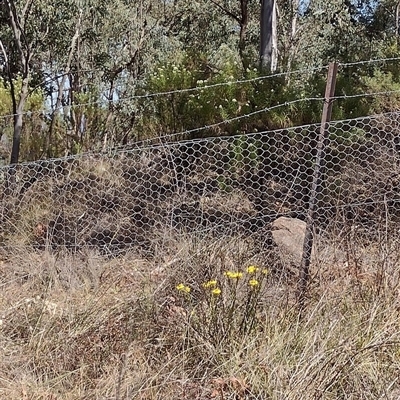 Xerochrysum viscosum (Sticky Everlasting) at Chisholm, ACT - 18 Nov 2024 by PatMASH