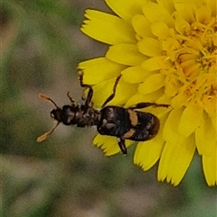 Eleale pulchra (Clerid beetle) at Bungonia, NSW - 17 Nov 2024 by trevorpreston