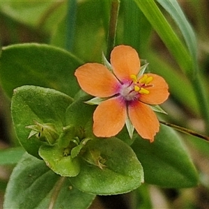 Lysimachia arvensis at Bungonia, NSW - 17 Nov 2024 10:53 AM