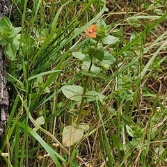 Lysimachia arvensis at Bungonia, NSW - 17 Nov 2024 10:53 AM