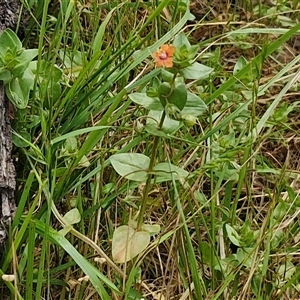 Lysimachia arvensis at Bungonia, NSW - 17 Nov 2024 10:53 AM