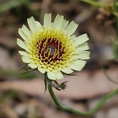 Tolpis barbata (Yellow Hawkweed) at Bungonia, NSW - 16 Nov 2024 by trevorpreston