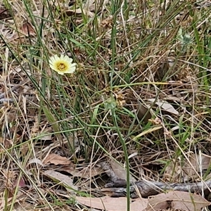 Tolpis barbata at Bungonia, NSW - 17 Nov 2024 10:52 AM