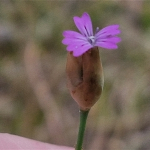 Petrorhagia nanteuilii at Bungonia, NSW - 17 Nov 2024