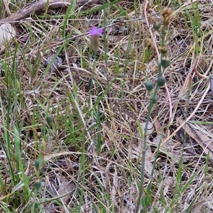 Petrorhagia nanteuilii at Bungonia, NSW - 17 Nov 2024