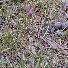 Petrorhagia nanteuilii at Bungonia, NSW - 17 Nov 2024