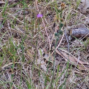 Petrorhagia nanteuilii at Bungonia, NSW - 17 Nov 2024