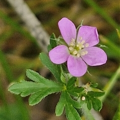 Geranium retrorsum (Grassland Cranesbill) at Bungonia, NSW - 17 Nov 2024 by trevorpreston