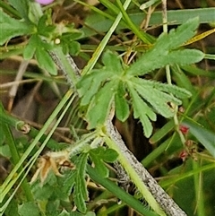 Geranium retrorsum at Bungonia, NSW - 17 Nov 2024