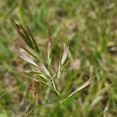 Rytidosperma sp. (Wallaby Grass) at Bungonia, NSW - 16 Nov 2024 by trevorpreston