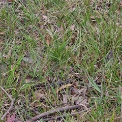 Rytidosperma sp. at Bungonia, NSW - 17 Nov 2024