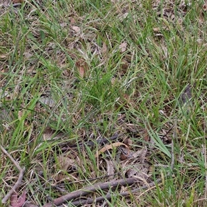 Rytidosperma sp. at Bungonia, NSW - 17 Nov 2024