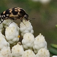 Hoshihananomia leucosticta (Pintail or Tumbling flower beetle) at Bungonia, NSW - 16 Nov 2024 by trevorpreston