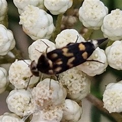 Hoshihananomia leucosticta at Bungonia, NSW - 17 Nov 2024 10:47 AM