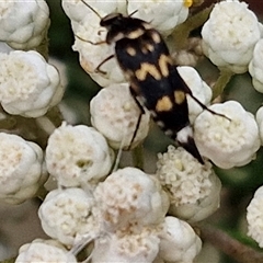 Hoshihananomia leucosticta at Bungonia, NSW - 17 Nov 2024 10:47 AM