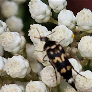 Hoshihananomia leucosticta at Bungonia, NSW - 17 Nov 2024 10:47 AM