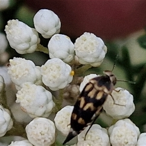 Hoshihananomia leucosticta at Bungonia, NSW - 17 Nov 2024 10:47 AM