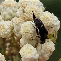 Mordella sp. (genus) (Pintail or tumbling flower beetle) at Bungonia, NSW - 17 Nov 2024 by trevorpreston