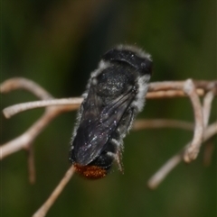 Megachile sp. (several subgenera) at Freshwater Creek, VIC - 11 Nov 2024 by WendyEM